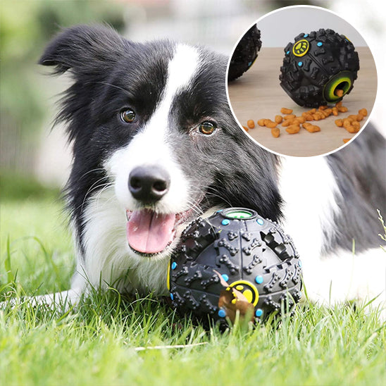 Jouet pour chien dehors