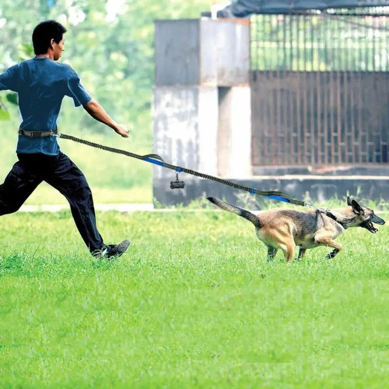 Laisse Pour Chien