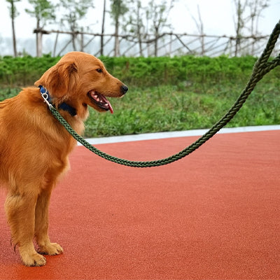Laisse-pour-Chien-vert