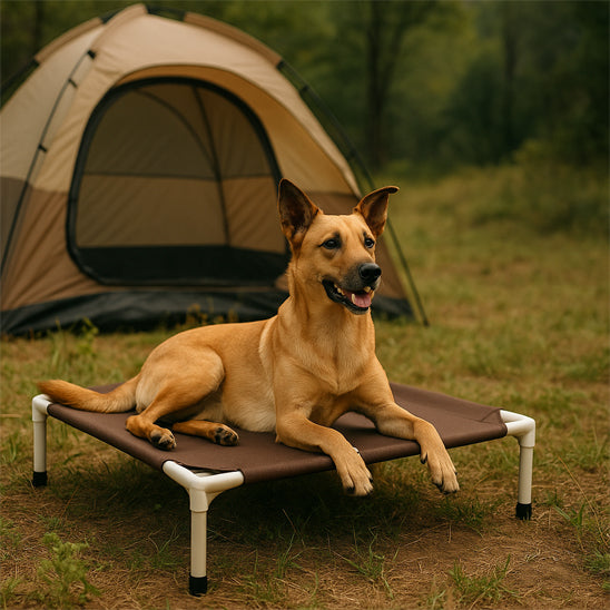 Lit de camp chien | DogBed