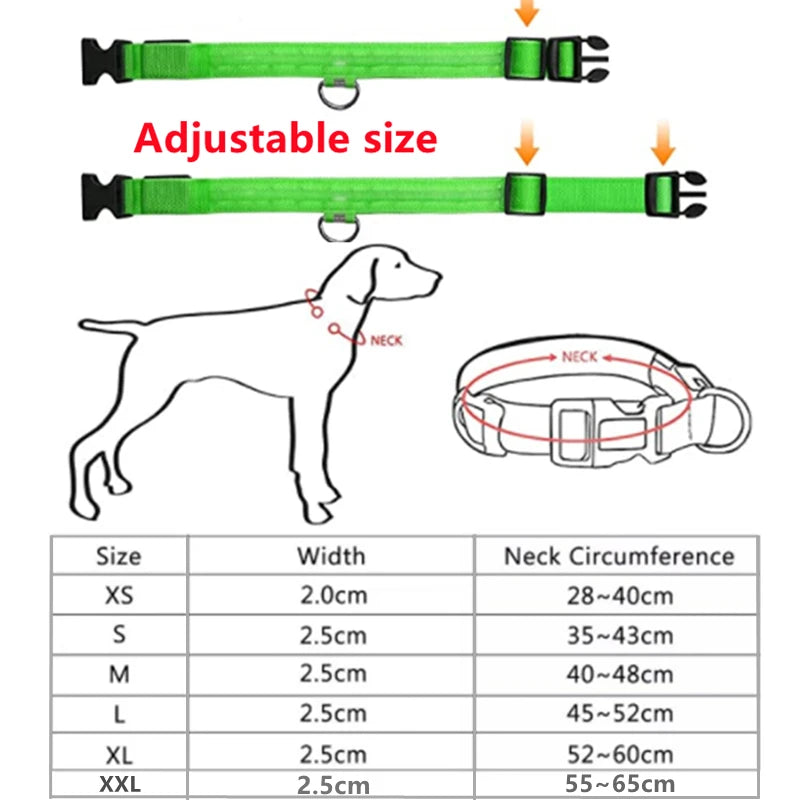 Collier lumineux pour chien | NightSafe
