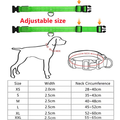 Collier lumineux pour chien | NightSafe