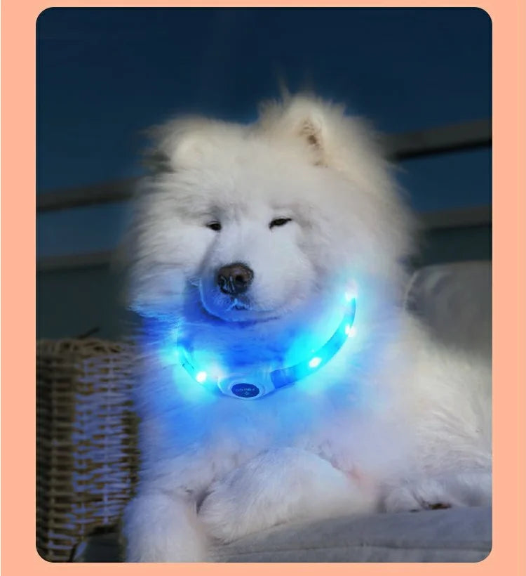 Collier lumineux chien | VisioNight