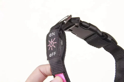 Colliers lumineux pour chiens | SecuriNight