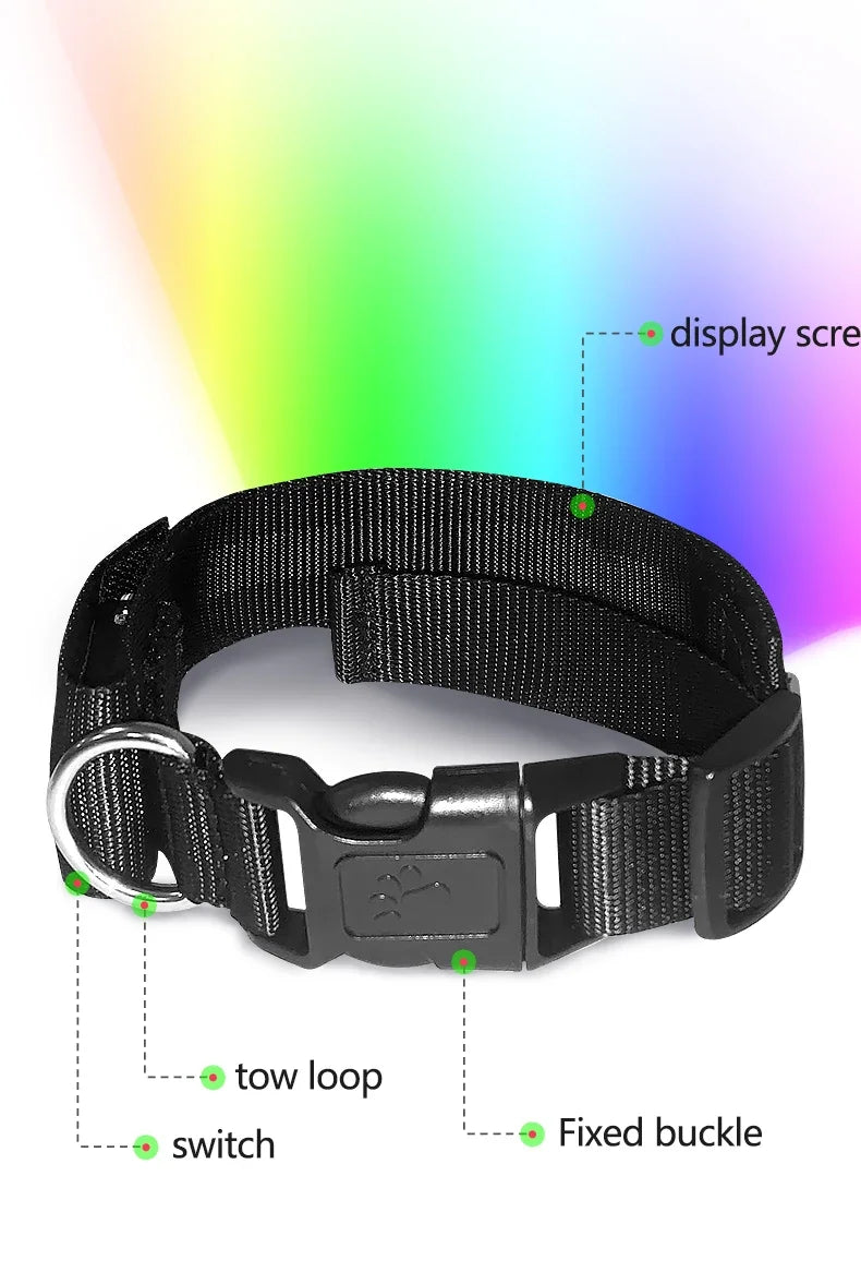 Collier lumineux chien | LED-Safety