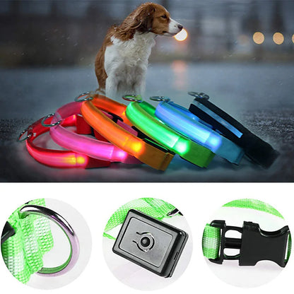 Collier lumineux pour chien | NightSafe