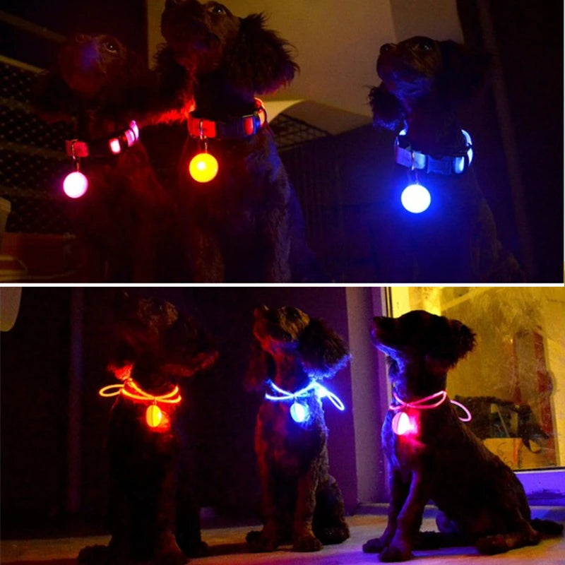 Collier lumineux pour chien | NightSafe