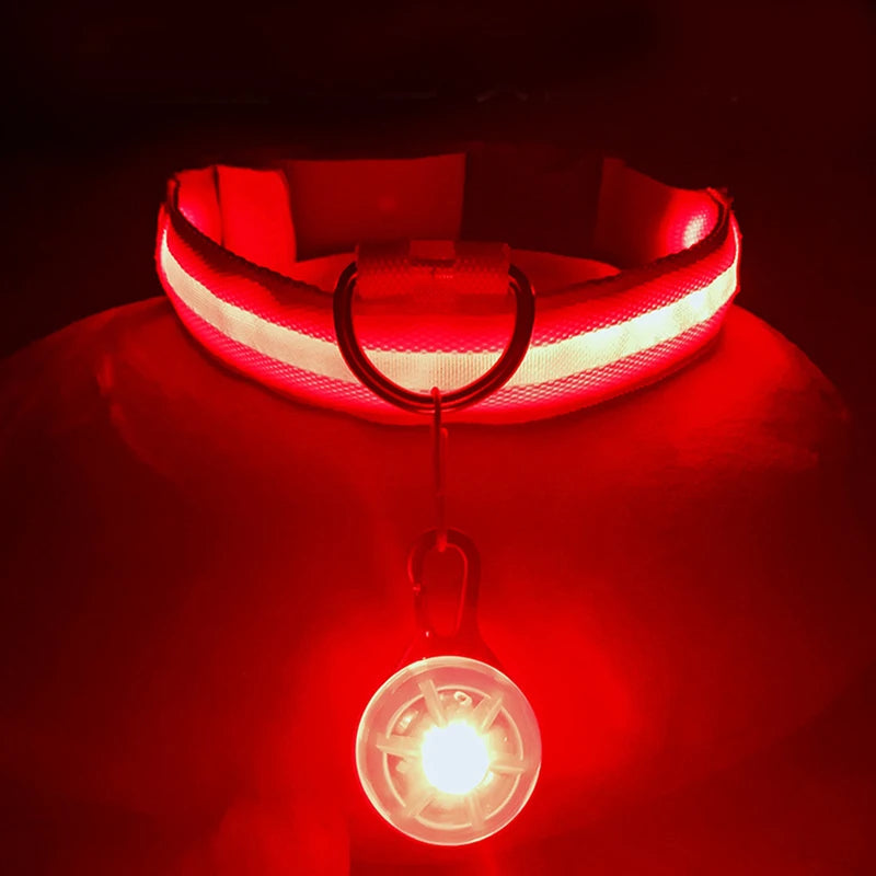 Collier lumineux pour chien | NightSafe