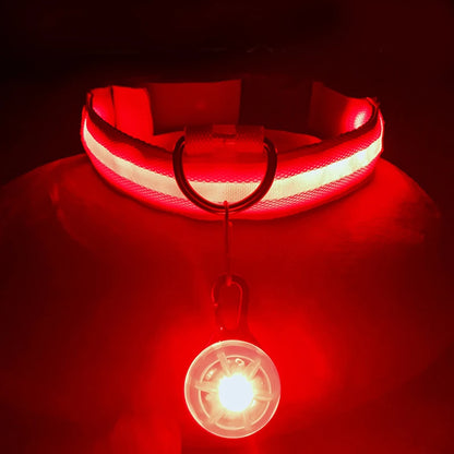 Collier lumineux pour chien | NightSafe