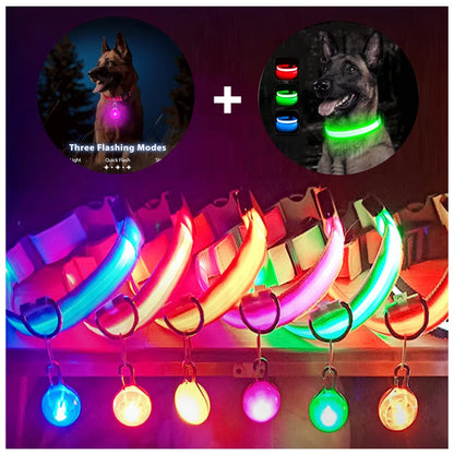 Collier lumineux pour chien | NightSafe