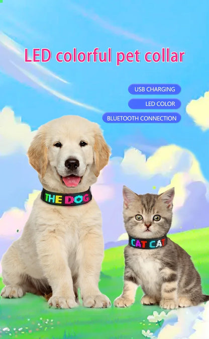 Collier lumineux chien | LED-Safety