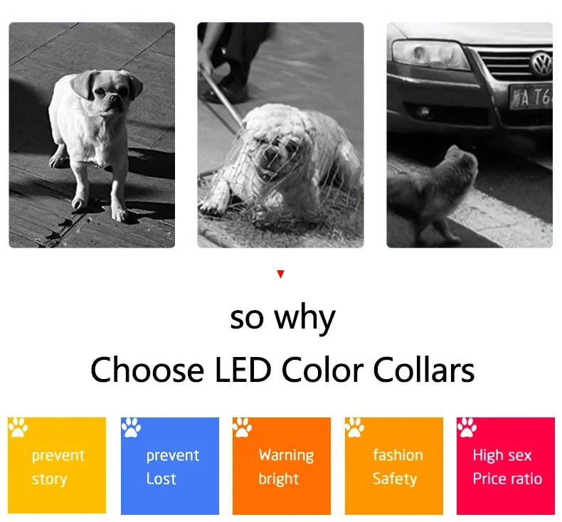 Collier lumineux chien | LED-Safety