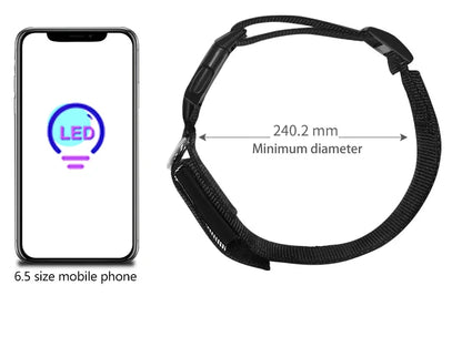 Collier lumineux chien | LED-Safety