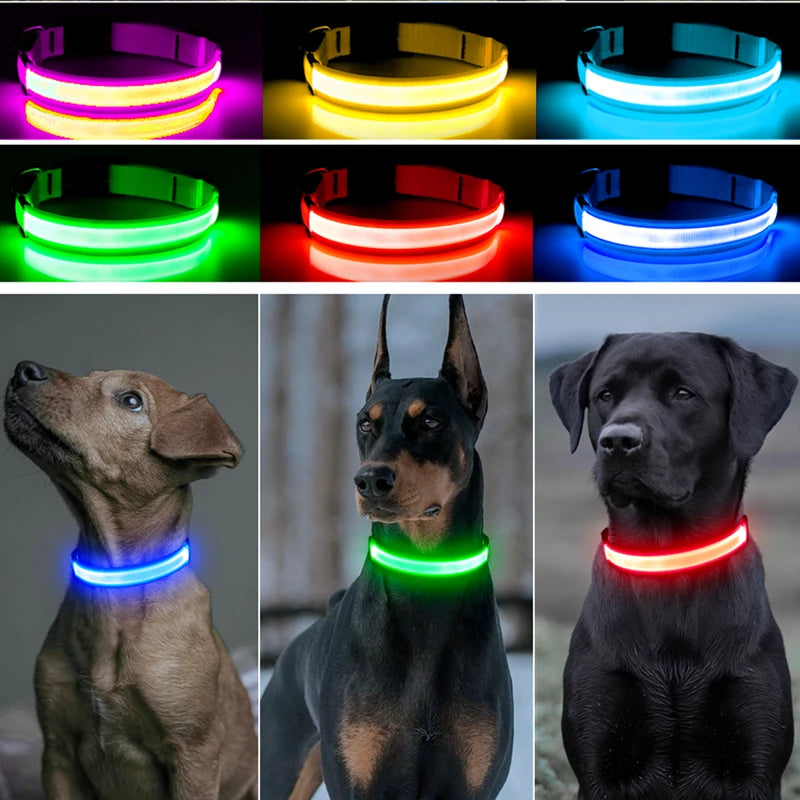 Collier lumineux pour chien | NightSafe