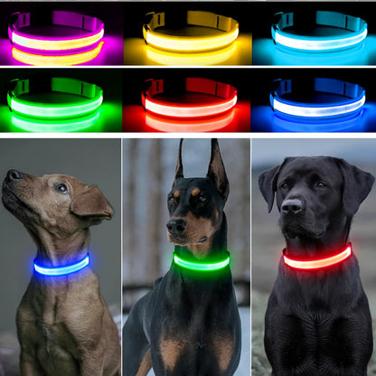 Collier lumineux pour chien | NightSafe