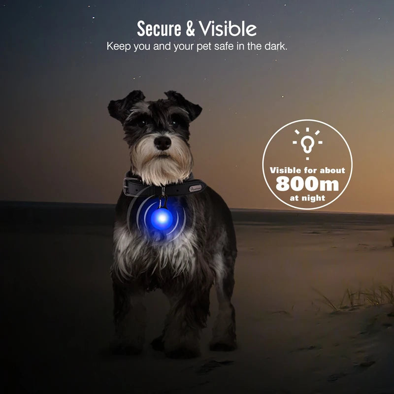 Collier lumineux pour chien | NightSafe