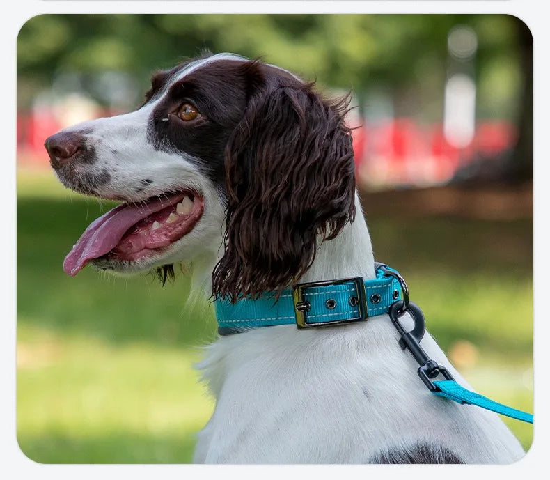Collier chien | Néoprène Confort Nuit
