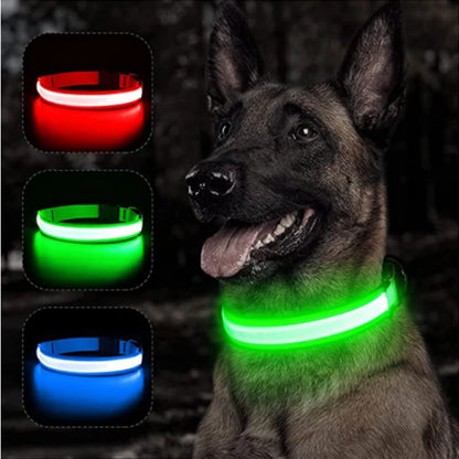 Collier lumineux pour chien | NightSafe