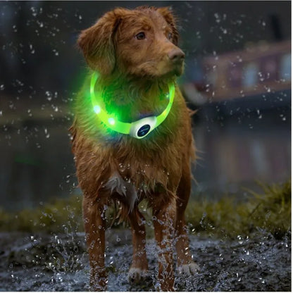 Collier lumineux chien | VisioNight