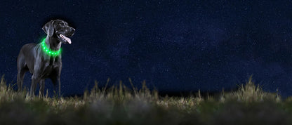 Collier lumineux chien | Visio+