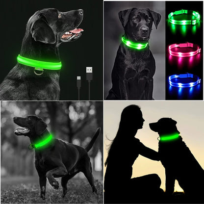 Collier lumineux pour chien | NightSafe