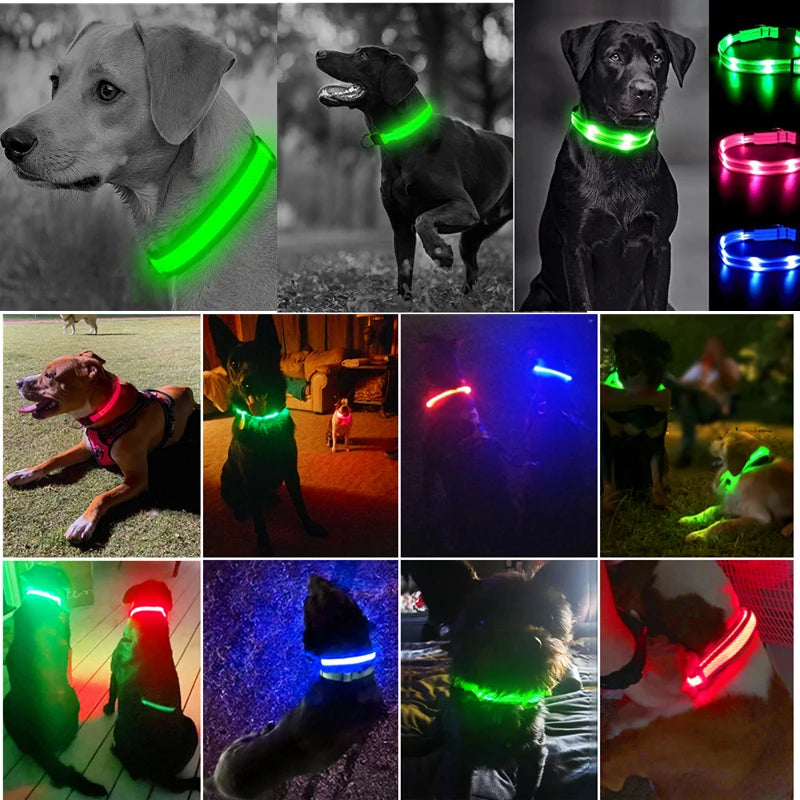 Collier lumineux pour chien | NightSafe
