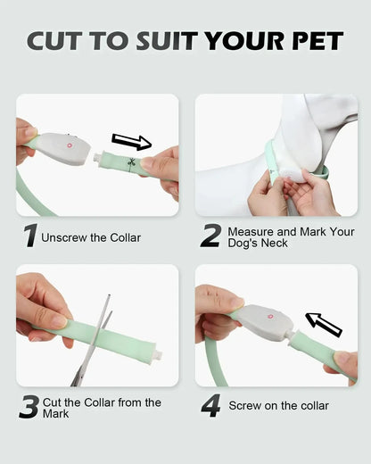 Collier lumineux chien | Visio+