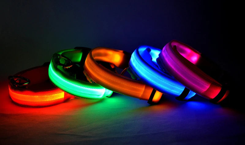 Collier lumineux pour chien | NightSafe