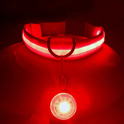 Collier lumineux pour chien | NightSafe