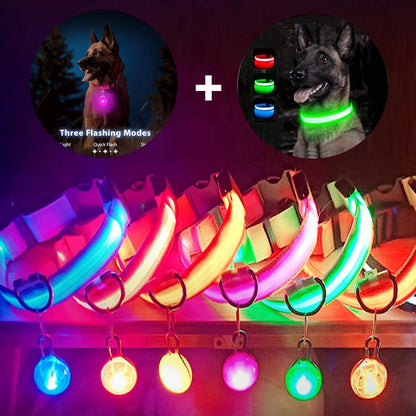 Collier lumineux pour chien | NightSafe