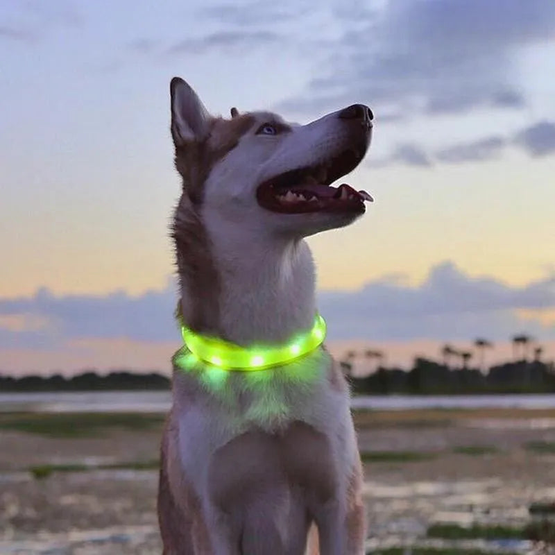 Collier lumineux chien | VisioNight