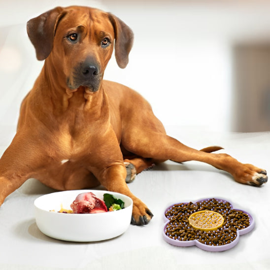 Tapis de lechage chien violet