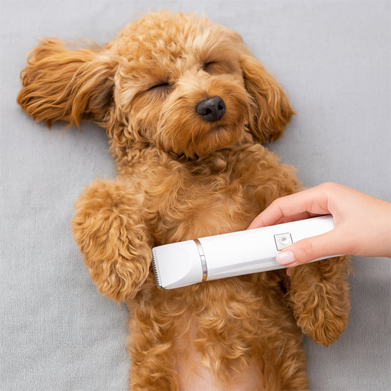 Tondeuse pour chien blanc