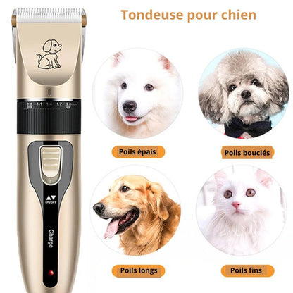 Tondeuse pour chien type