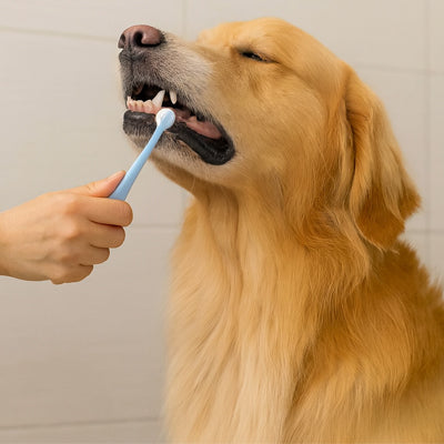 Brosse a dent chien | DentaFresh