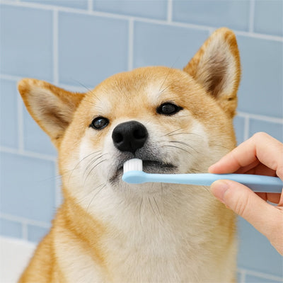 Brosse a dent chien | DentaFresh