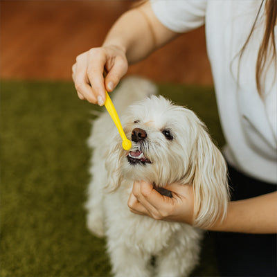 Brosse a dent chien | DentaFresh