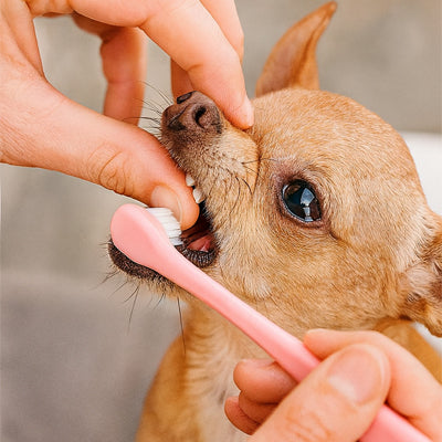 Brosse a dent chien | DentaFresh