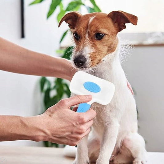 Brosse chien