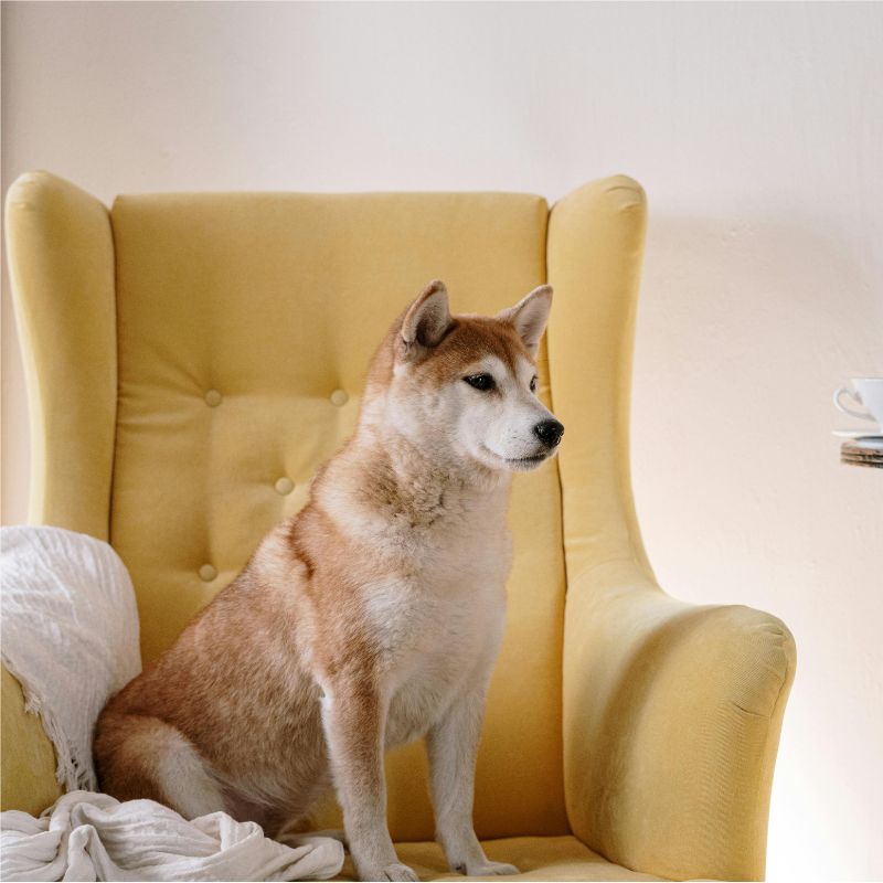 canapé pour chien confortable