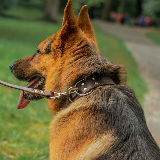 collier chien cuir durable