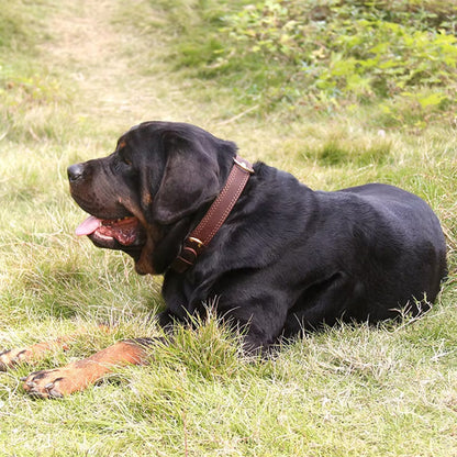collier chien marron cuir