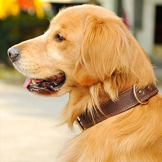 collier chien marron durable