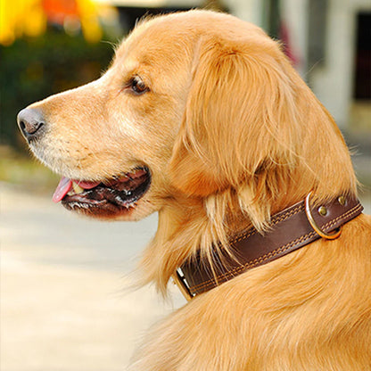 collier chien marron durable