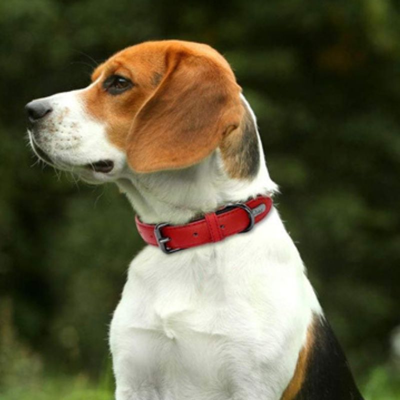 Collier Chien | Comfort Premium