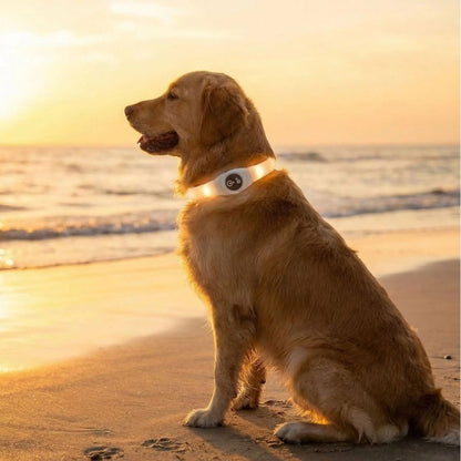 Collier lumineux chien | VisioNight