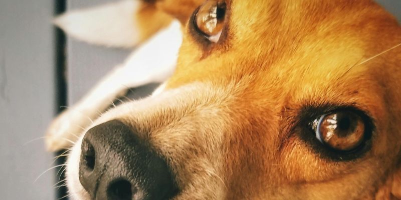 coussin chien doux moelleux