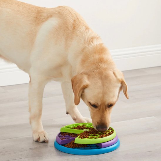Gamelle anti glouton chien robuste