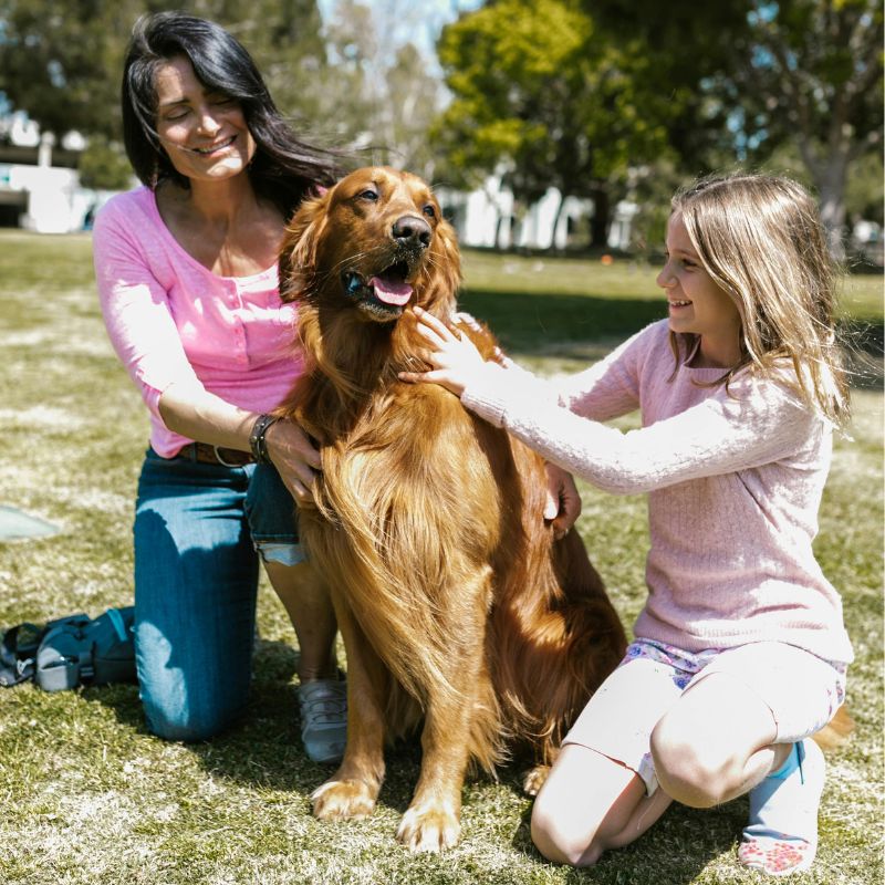 gamelle chien design