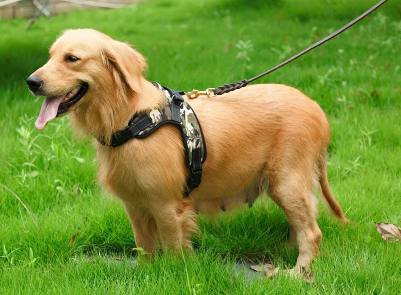 harnais chien militaire